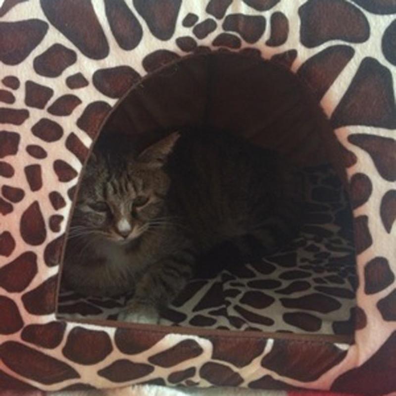 Strawberry Leopard Tent Kennel Warm Cushion Basket